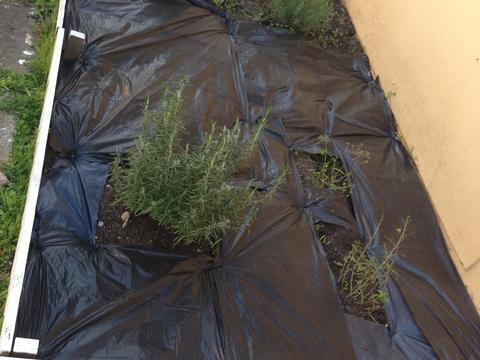 Colocação de um plástico na horta para prevenção das ervas daninhas